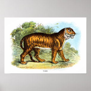 Affiche Illustration vintage d'un animal tigre
