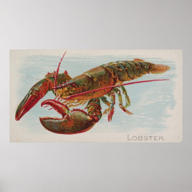 Affiche Illustration vintage d'un homard (1889) (Devant)
