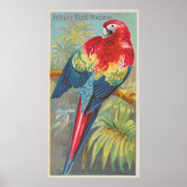 Affiche Illustration vintage d'un perroquet macaw (1889) (Devant)