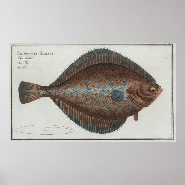 Affiche Illustration vintage d'un poisson à plie (1785) (Devant)
