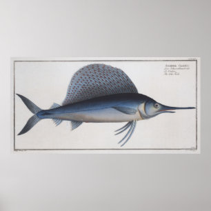 Affiche Illustration vintage d'un poisson-voilier (1785)