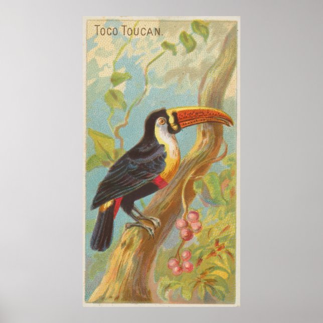 Affiche Illustration vintage d'un Toucan (1889) (Devant)