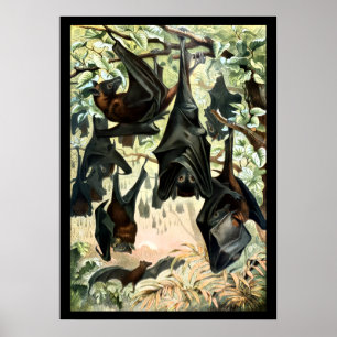 Affiche Illustration vintage d'une académie de chauves-sou
