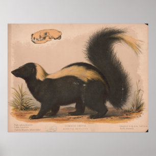 Affiche Illustration vintage d'une Skunk (1874)