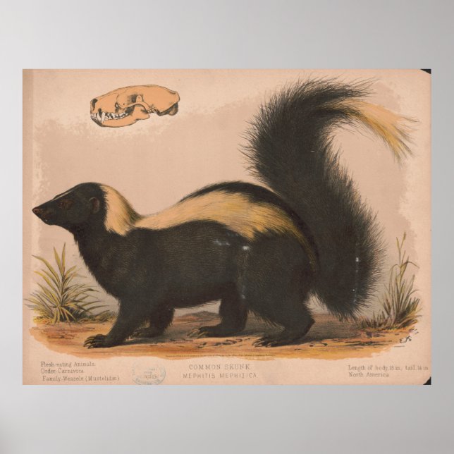 Affiche Illustration vintage d'une Skunk (1874) (Devant)
