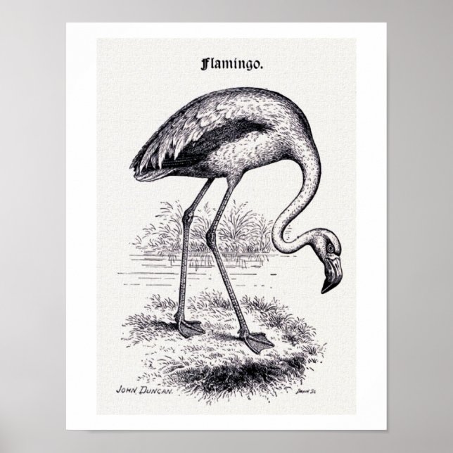 Affiche Illustration Vintage "Flamant rose" (Devant)