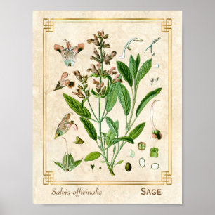 Affiche Illustration Vintage Herbe Plante Sage Botanical A