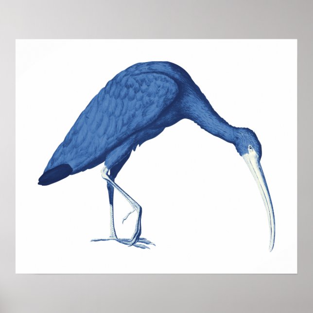Affiche Illustration vintage Ibis bleu (Devant)