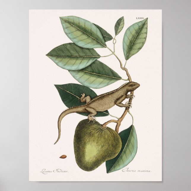 Affiche Illustration vintage Lizard (Devant)