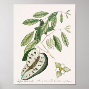 Affiche Illustration vintage Lizard