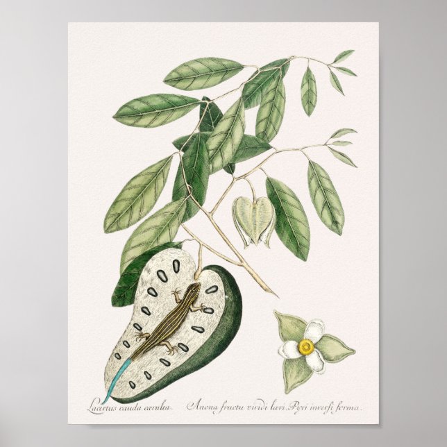 Affiche Illustration vintage Lizard (Devant)