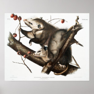 Affiche Illustration vintage Opossum