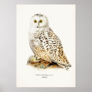 Affiche Illustration vintage Owl