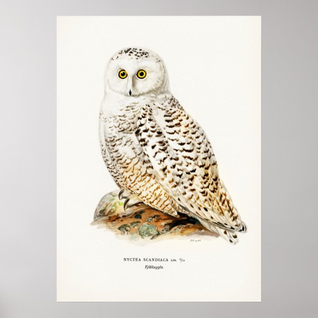 Affiche Illustration vintage Owl (Devant)