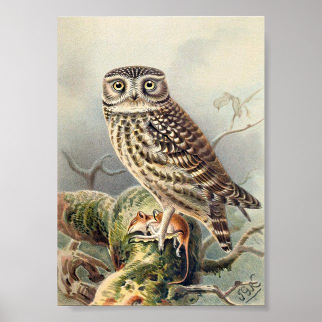 Affiche Illustration vintage Owl (Devant)