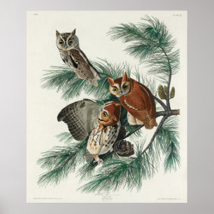 Affiche Illustration vintage Owl
