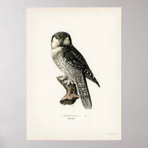 Affiche Illustration vintage Owl