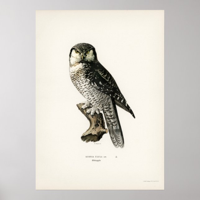 Affiche Illustration vintage Owl (Devant)