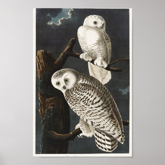 Affiche Illustration vintage Owl (Devant)