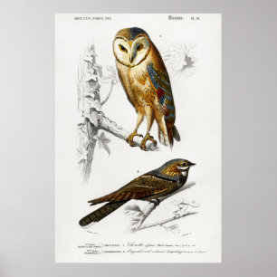 Affiche Illustration vintage Owl