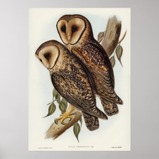 Affiche Illustration vintage Owl (Devant)