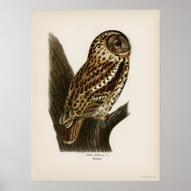 Affiche Illustration vintage Owl (Devant)