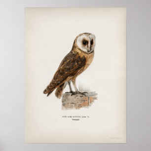 Affiche Illustration vintage Owl