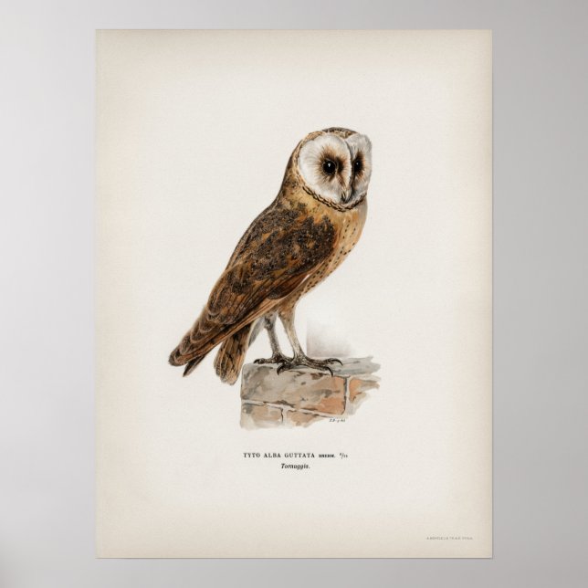 Affiche Illustration vintage Owl (Devant)