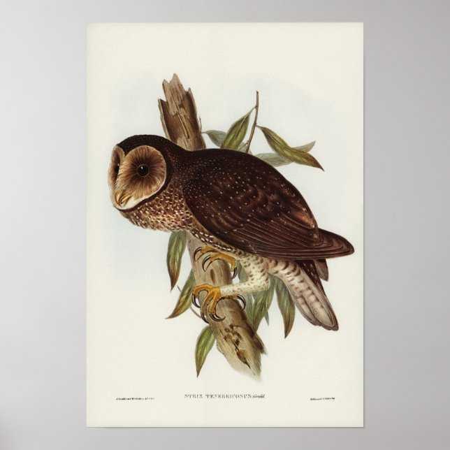 Affiche Illustration vintage Owl (Devant)