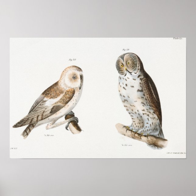 Affiche Illustration vintage Owl (Devant)