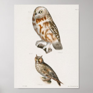 Affiche Illustration vintage Owl