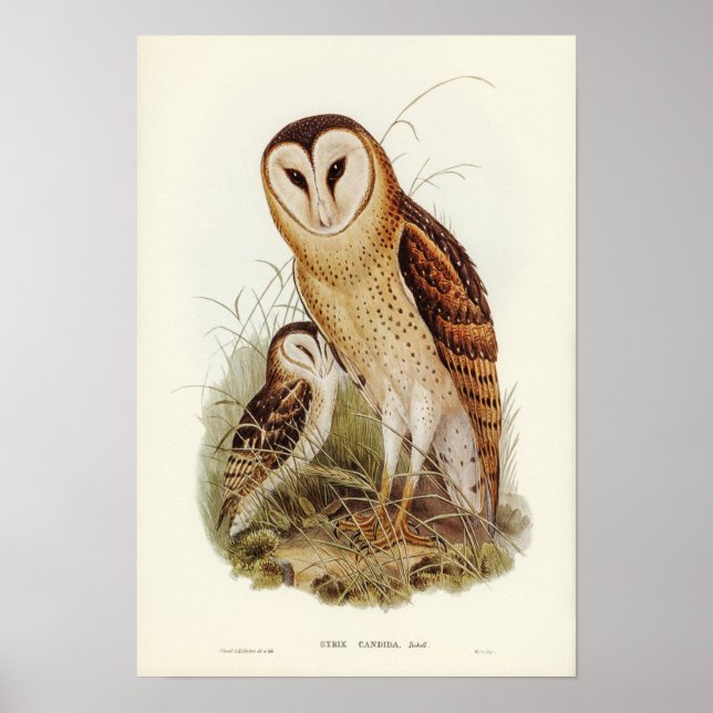 Affiche Illustration vintage Owl (Devant)