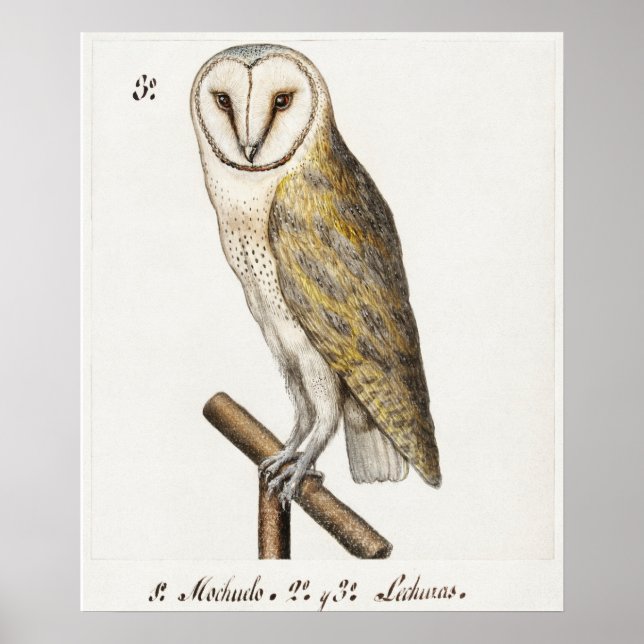 Affiche Illustration vintage Owl (Devant)
