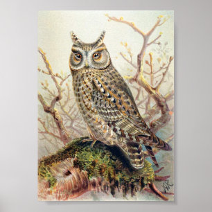 Affiche Illustration vintage Owl