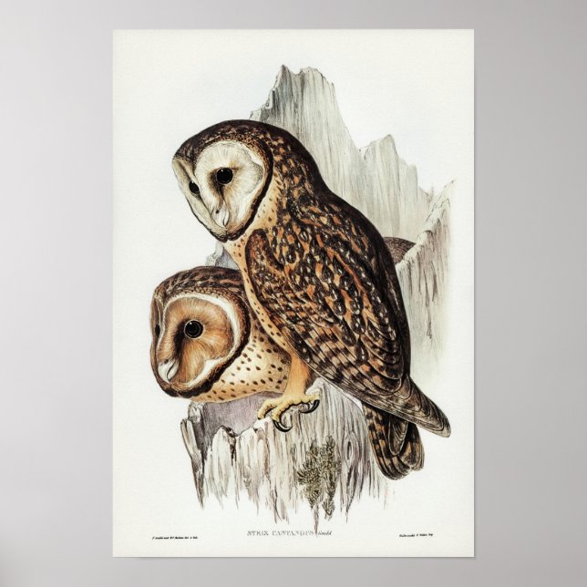 Affiche Illustration vintage Owl (Devant)