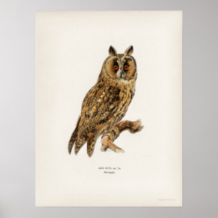 Affiche Illustration vintage Owl