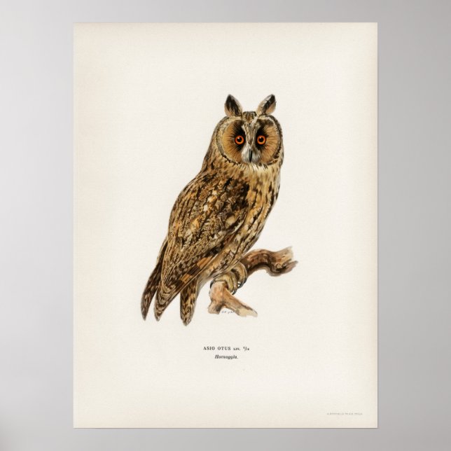 Affiche Illustration vintage Owl (Devant)