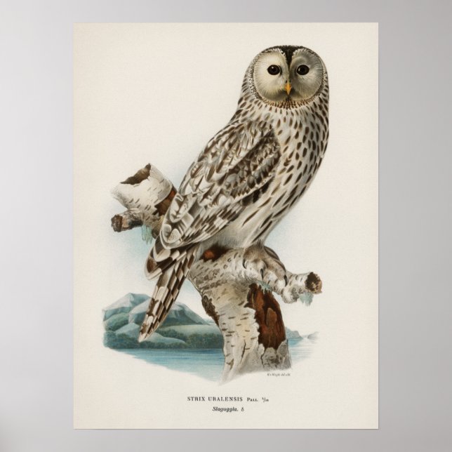 Affiche Illustration vintage Owl (Devant)