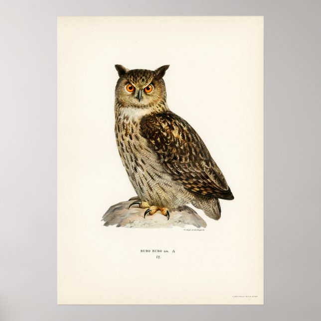 Affiche Illustration vintage Owl (Devant)