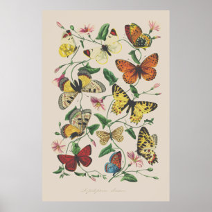 Affiche Illustration vintage papillons art mur