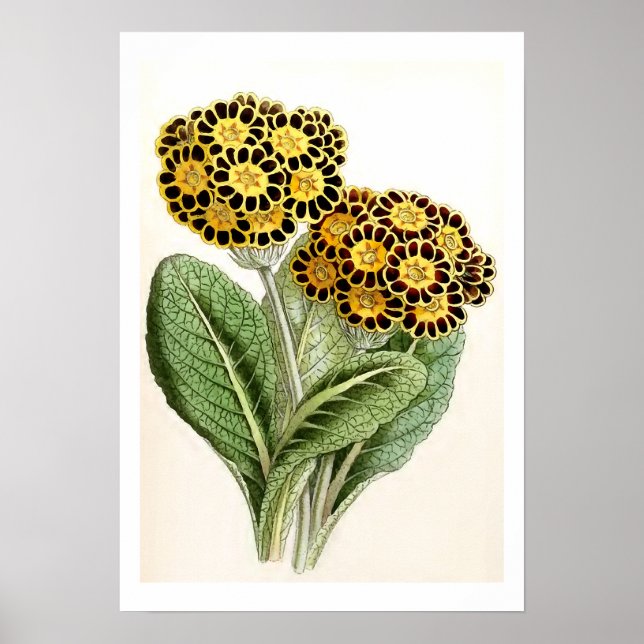 Affiche Illustration Vintage "Polyanthus" (Devant)