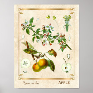 Affiche Illustration vintage Pomme Fruit Botanique Floral
