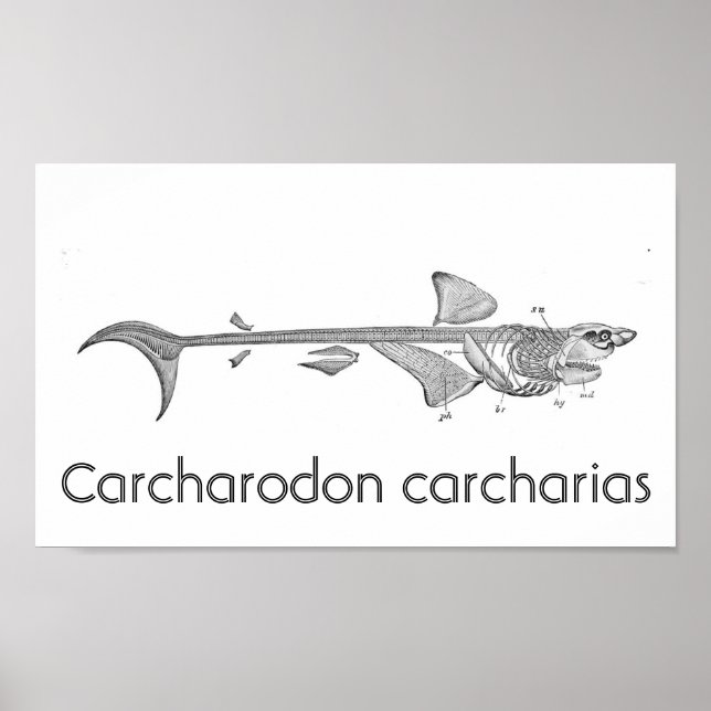 Affiche Illustration vintage - Squelette de grand requin b (Devant)