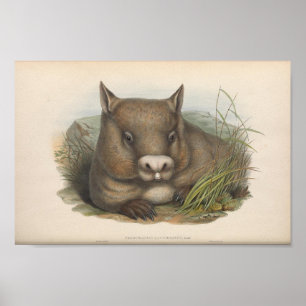 Affiche Illustration vintage Wombat