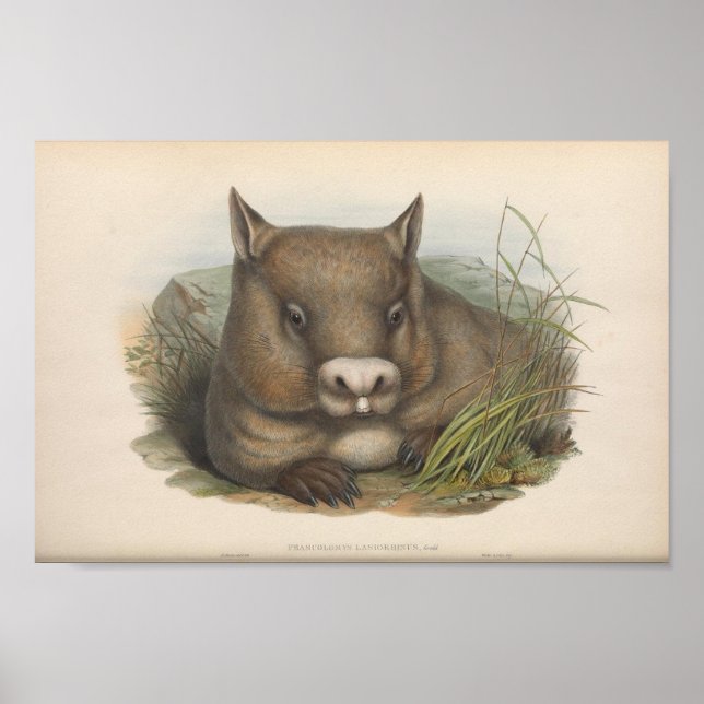 Affiche Illustration vintage Wombat (Devant)