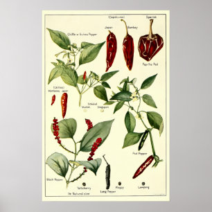 Affiche Illustrations botaniques de poivrons vintage
