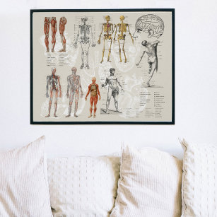 Affiche Illustrations de biologie anatomique vintage