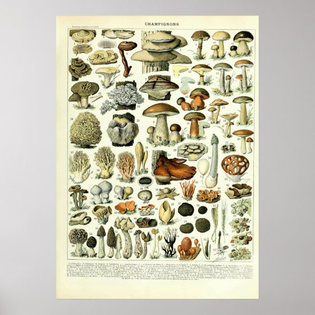 Affiche Illustrations de champignons vintages par Adolphe  (Devant)