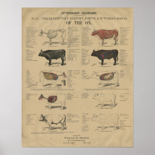 Affiche Illustrations de l'anatomie de la vache bovine vét