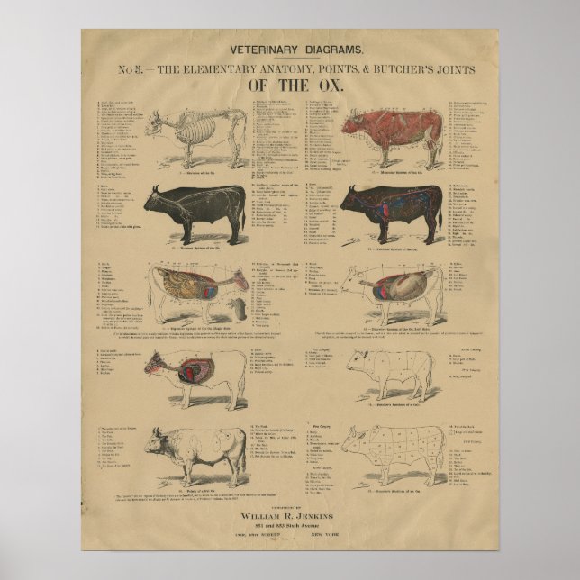 Affiche Illustrations de l'anatomie de la vache bovine vét (Devant)